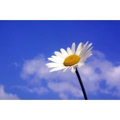 Description for TEST_PRESTASHOP004