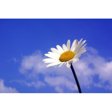 Description for TEST_PRESTASHOP004